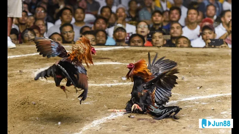 Bế gà đá đúng cách - Những lợi ích Bế gà đá đúng cách - Những lợi ích