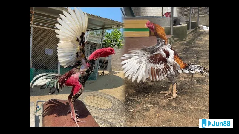 Bế gà trong kỹ thuật thực hành Bế gà trong kỹ thuật thực hành