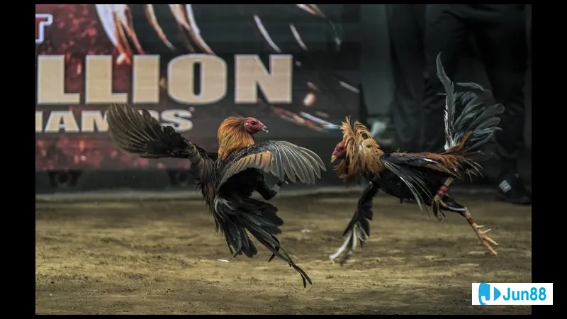 Kỹ thuật đổ gà cận huyết