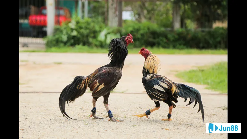 Đổ gà cận huyết