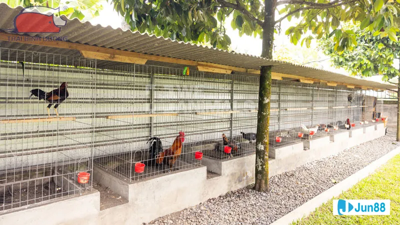 Kỹ thuật đổ gà đá - Tầm quan trọng