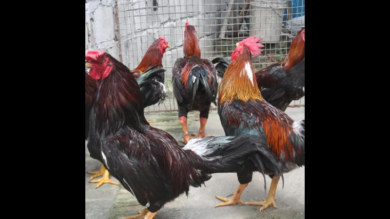 Gà chọi - kỹ thuật lai tạo