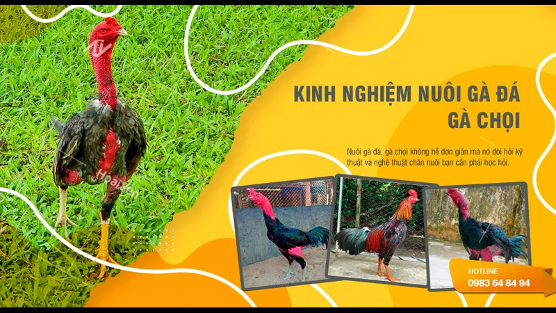 Kỹ thuật đổ gà theo lai quần