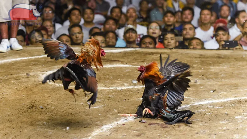 Kỹ thuật lấy giống gà đá