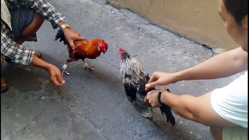 Kỹ thuật sửa gà