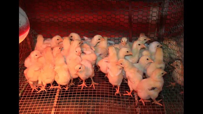 Kỹ thuật sửa gà hiện đại