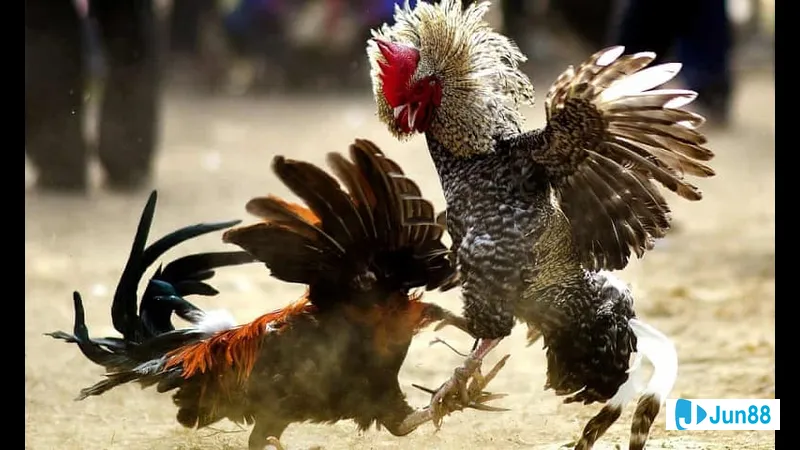 Lối đá trong chiến thuật Lối đá trong chiến thuật