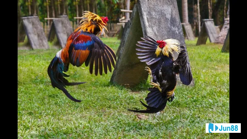 Minh họa cho Độ sát thương và tính Minh họa cho Độ sát thương và tính