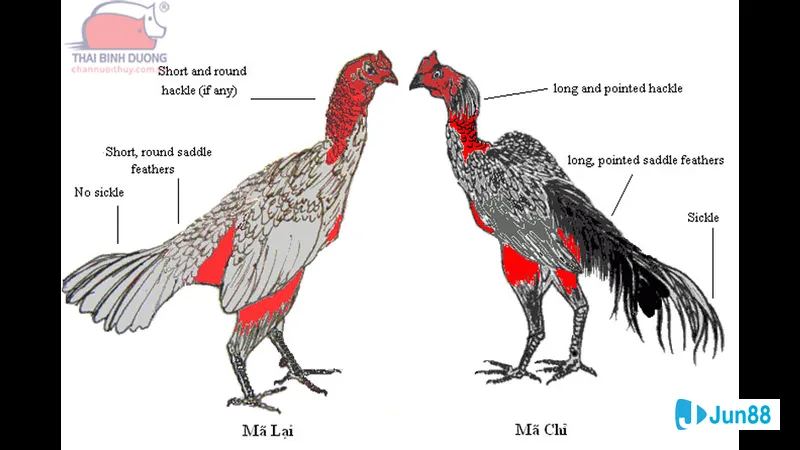 Lối đá sỏ nằm ven suối Lối đá sỏ nằm ven suối