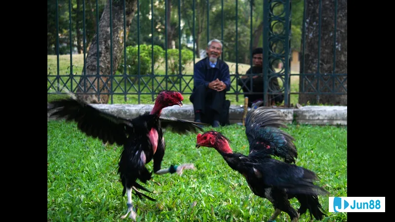 Đàn ngựa đang chạy trên cánh đồng xanh Đàn ngựa đang chạy trên cánh đồng xanh
