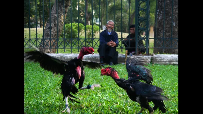 Lối đá sỏ trên đồi