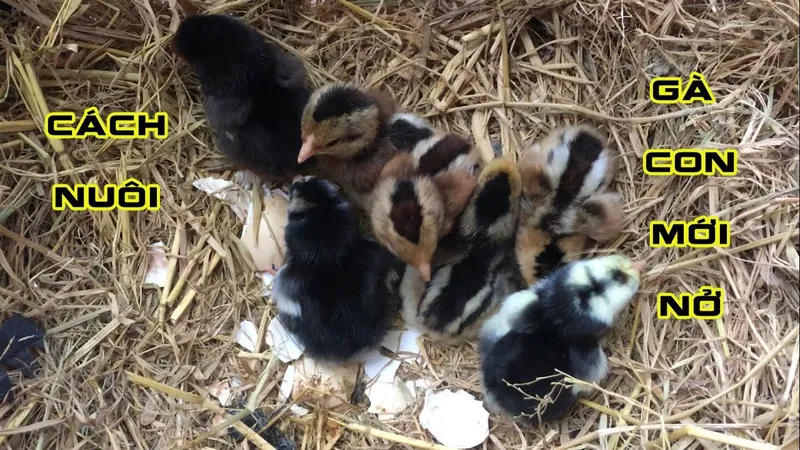 Thức ăn cho gà chọi mới nở - Chọn Nguồn Thức