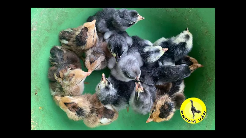 Gà chọi mới nở trong phòng bệnh