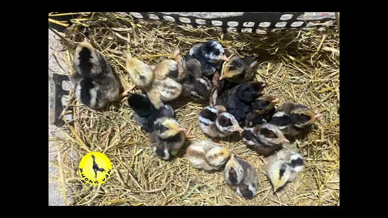 Chuồng trại chuẩn bị cho gà chọi mới