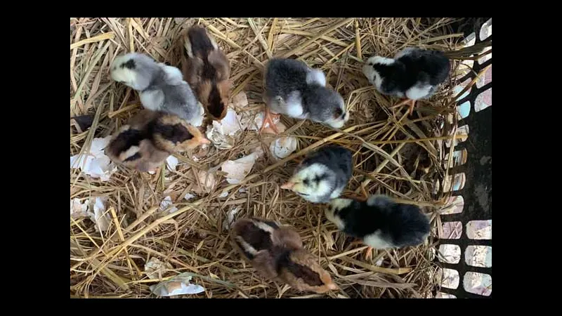 Thức ăn cho gà chọi mới nở