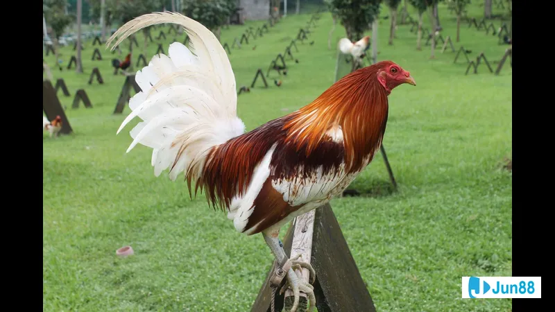 Gà đá Mỹ cựa sắt - Chế độ dinh