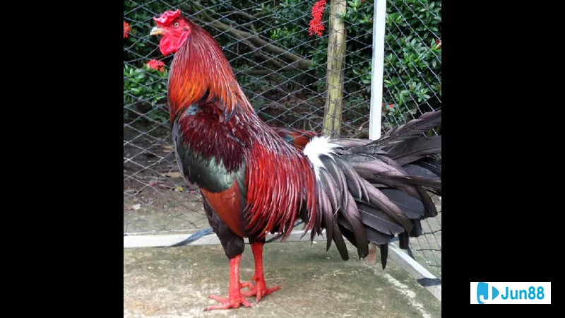 Môi trường sống và chuồng trại lý tưởng