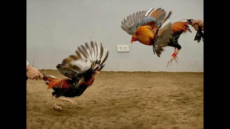 Gà đá Mỹ cựa sắt - nuôi gà đá