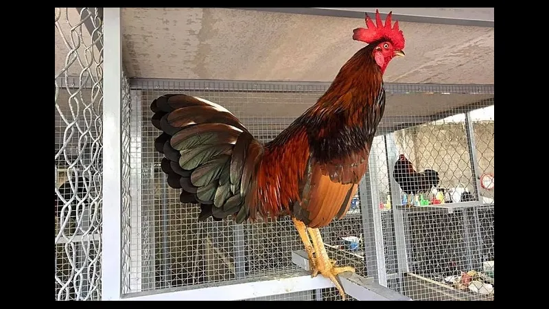 Phòng chữa bệnh gà đá Mỹ cựa sắt