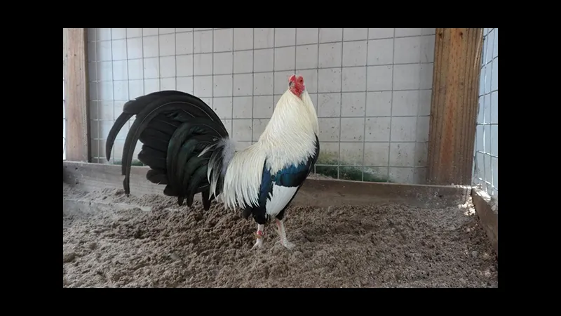 Gà đá Mỹ cựa sắt trong chuồng cửa