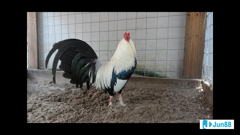 Gà đá Mỹ cựa sắt - Đặc điểm của