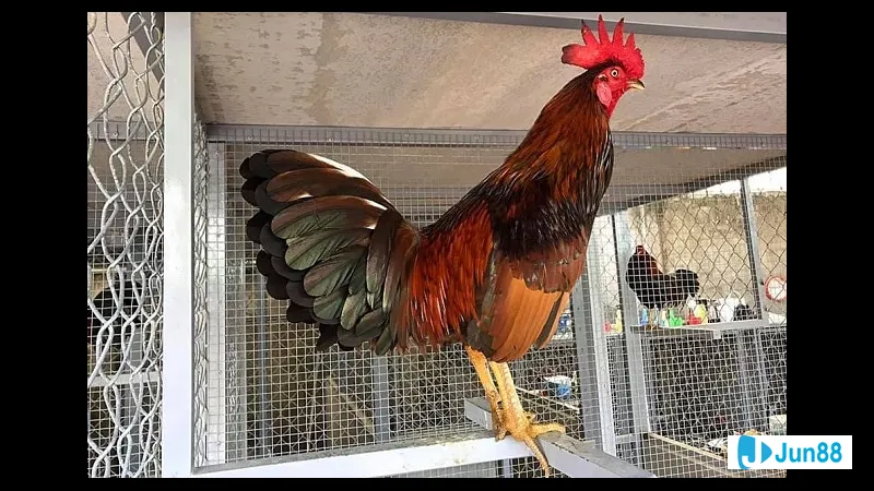 Gà đá Mỹ tập luyện cựa sắt - Tập luyện cho