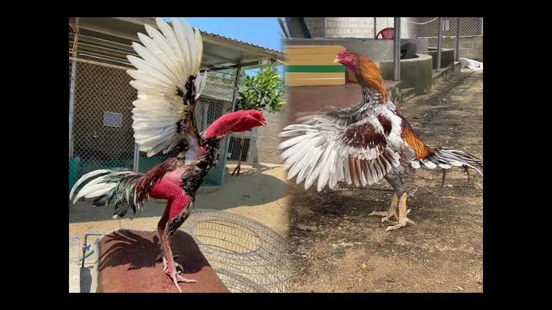 Nài gà giỏi mới nhất